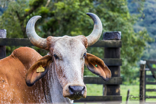 Vitória da Conquista: Homem morre após ser atacado por vaca e chifre atingir a virilha