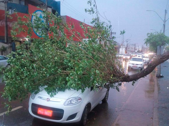 Árvore e estrutura de metal caem após chuva com ventos fortes no oeste da Bahia