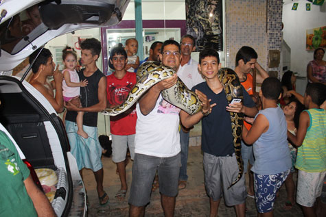 Brumado recebe a visita de casal de cobras pítons