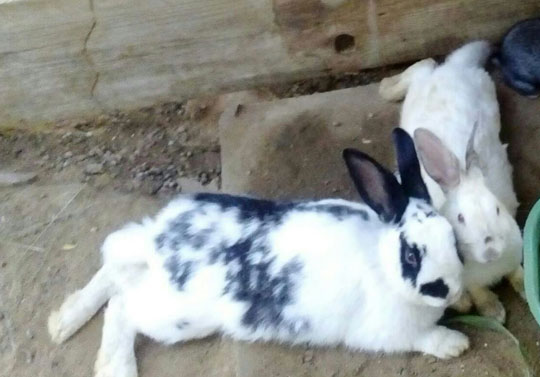 Brumado: Coelhas roubadas de idosa são encontradas à venda em casa de rações