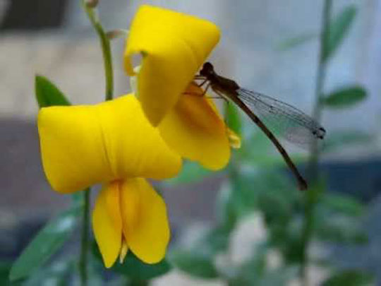 Vigep estuda utilização de agentes naturais no combate ao aedes aegypti em Brumado