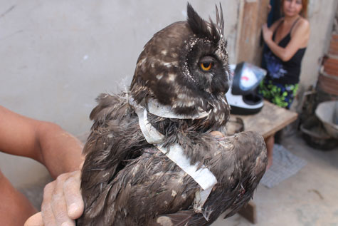 Coruja africana com asa machucada cai em casa de pedreiro em Brumado