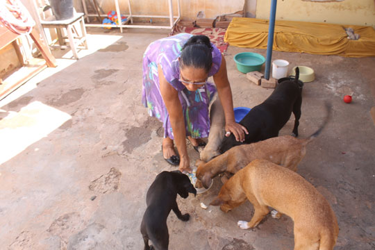 Brumado: Sem recursos, costureira cogita abrir mão do seu abrigo e devolver cães e gatos às ruas