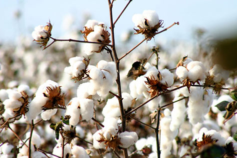 Sudoeste Baiano: Produtores vão receber capacitação em cotonicultura da Adab