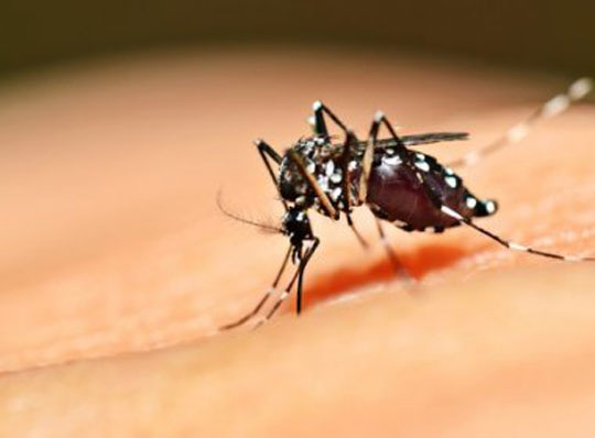 Ainda não há prazo para vacina contra dengue, segundo Ministério da Saúde