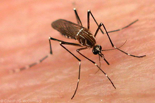 Bahia receberá R$ 1,6 mi para enfrentar dengue, zika e chikungunya