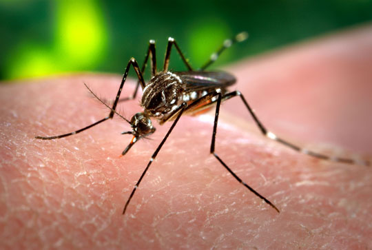 Mais de 224 mil casos de dengue são registrados no país em 2015