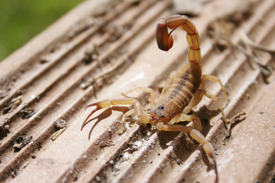 Guanambi: Picada de escorpião mata criança de dez anos