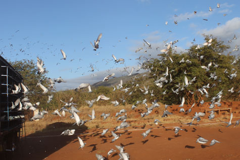 Brumado sedia mais uma etapa da corrida nacional de pombos-correios