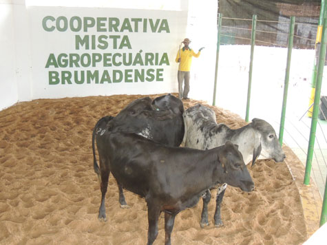 Fotos: Leilão de animais na ExpoBrumado 2014