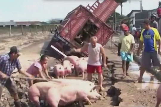 Porcos que seguiam de Brumado para Salvador morrem após caminhão cair em buraco