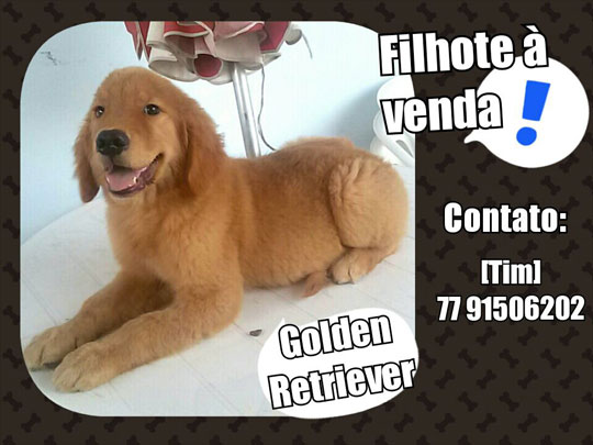 Filhote de Golden Retriever está sendo vendido em Brumado