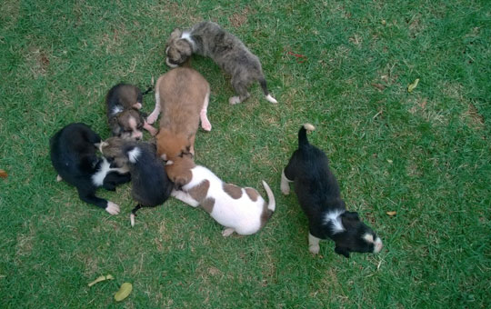 Brumado: Família resgata filhotes de cachorro e convoca interessados na adoção