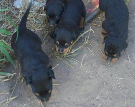 Filhotes da raça rottweiler são vendidos em Brumado