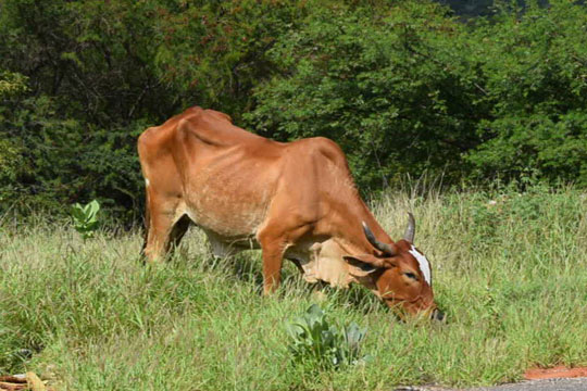 Chuvas de março mudam o cenário da caatinga e gado já encontra vegetação no sertão de Brumado