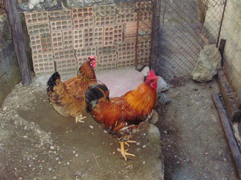 Ministro do STF nega liminar para acusado de roubar galinha