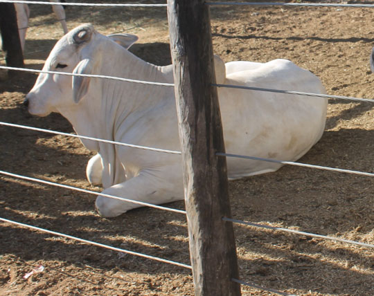 Brumado: Garrote de mais de 100 kg é roubado na Fazenda Curralinho