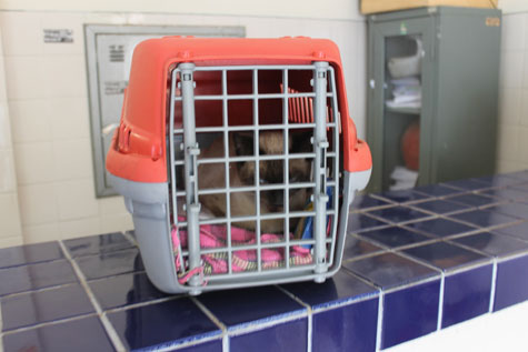 Brumado: Pedreiro chora na delegacia ao prestar queixa de maus tratos contra gato de estimação
