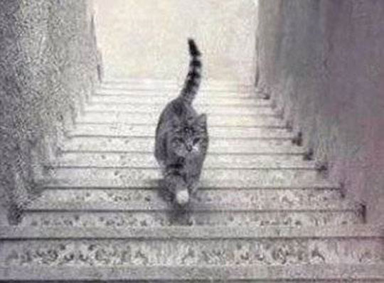 Nova discussão na web: gato sobe ou desce a escada?