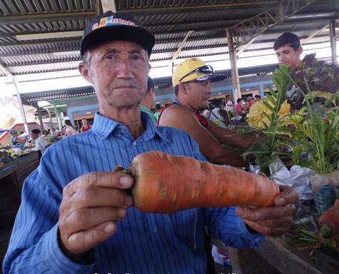 Guanambi: Agricultor colhe cenoura de meio quilo