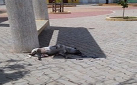 Guanambi: Cachorro morre eletrocutado em praça e incidente deixa moradores em alerta