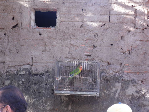 Guanambi: Feira de pássaros afronta leis ambientais e a polícia