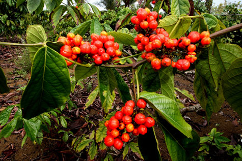 Bahia supera Amazônia e passa a ser maior produtor de guaraná do mundo