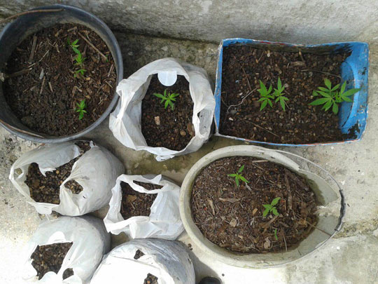 Polícia descobre plantação de maconha em Ibicoara