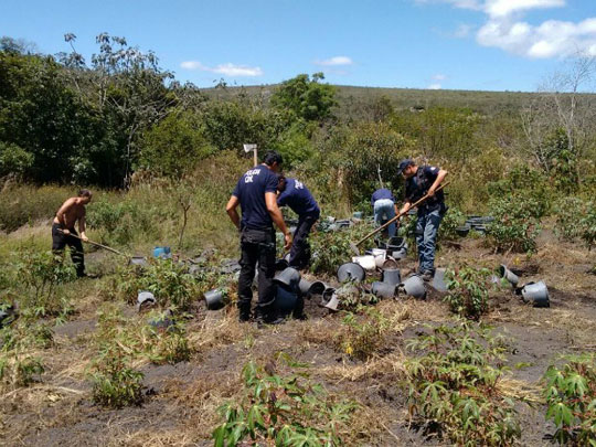 Plantação de maconha é destruída em Ibicoara