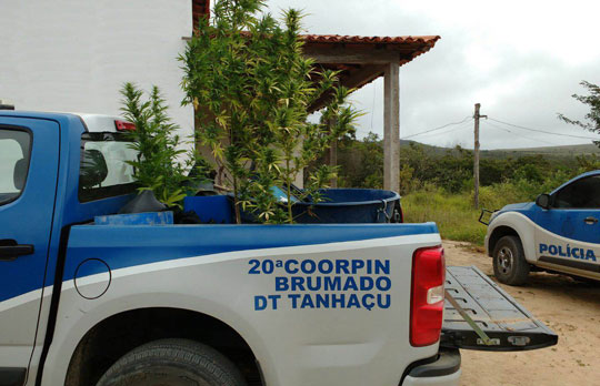Mais uma plantação de maconha é encontrada na zona rural de Ibicoara