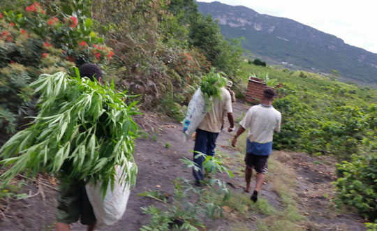 Polícia encontra plantação com mais de 1.500 pés de maconha em Ibicoara