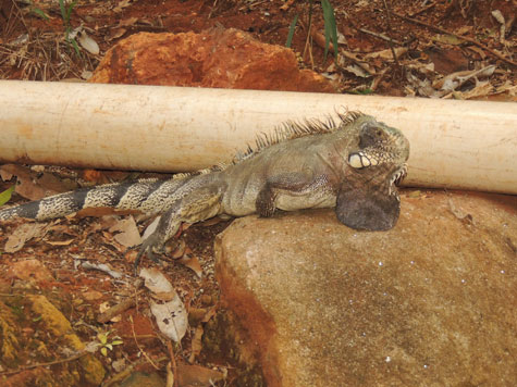 Brumado: Operários encontram iguana em obras do Minha Casa, Minha Vida