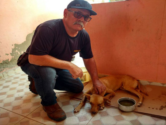 Itambé: Homem espanca e cega cachorro após flagrar animal em quintal