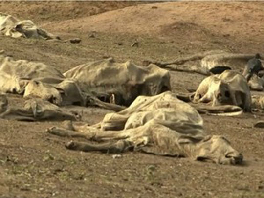Itapetinga convive com a seca há meses e fazendas viram 'cemitérios' de gado