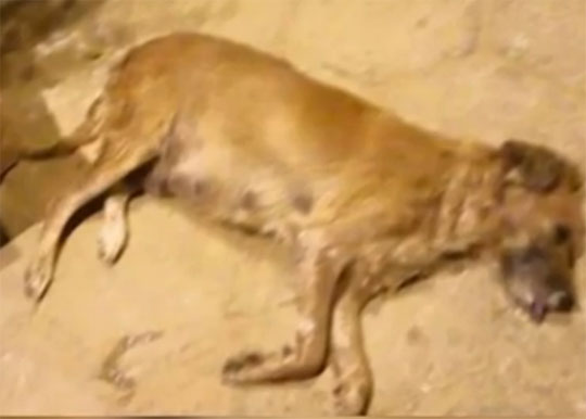 Dezenove animais são mortos por envenenamento em Jacaraci