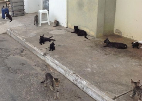 Jequié: Presídio tem galinhas e gatos para combater insetos e ratos