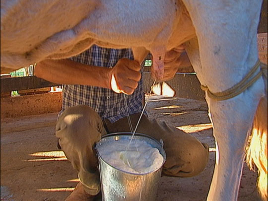 Leite de vaca é um dos principais alimentos no desenvolvimento de alergia alimentar