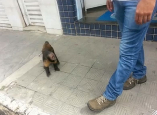 Macaco sai de reserva e percorre ruas de Vitória da Conquista