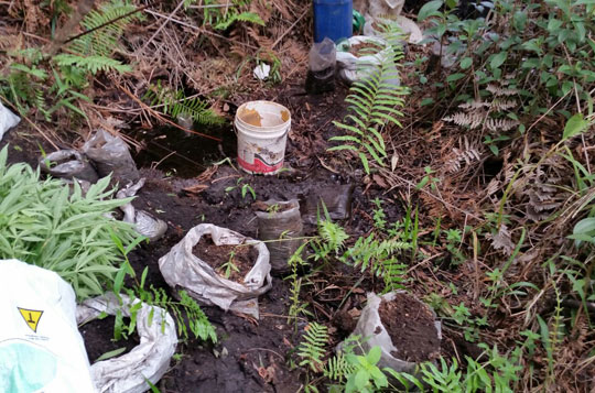 Polícia encontra plantação com mais de 1.500 pés de maconha em Ibicoara