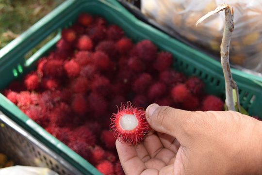 Brumadenses tomam gosto pelas exóticas e medicinais rambutan e mangustão