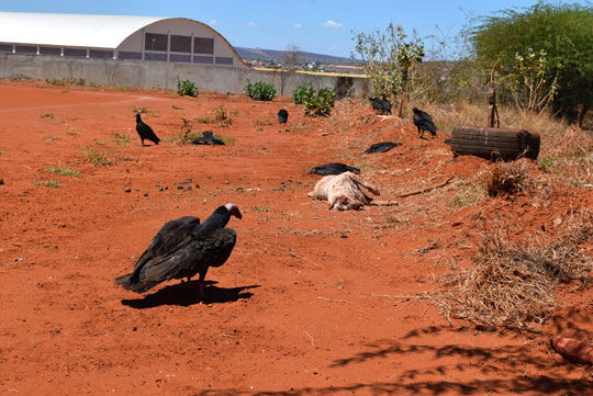 Dezenas de urubus e três gaviões morrem após ingerirem cães envenenados em Brumado