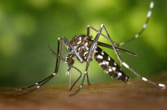 Casos de dengue, chikungunya e zica caem 89% no Brasil