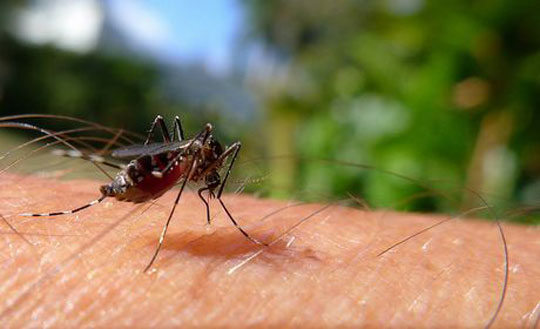 Casos de dengue sobem 48% em janeiro em todo o país
