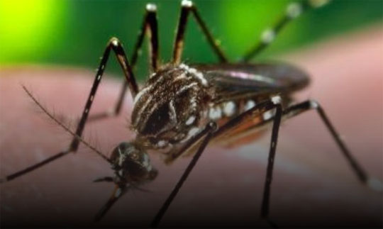 Casos de dengue chegam a 745,9 mil neste ano no Brasil