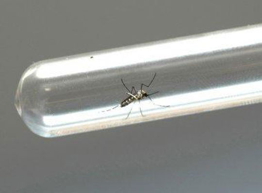 Testes rápidos de zika, dengue e chikungunya serão distribuídos em fevereiro