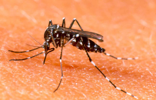 Bahia tem quase 40 mil casos de dengue em 2015