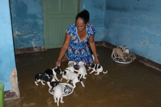 Costureira se dedica a resgatar cães e gatos abandonados nas ruas de Brumado