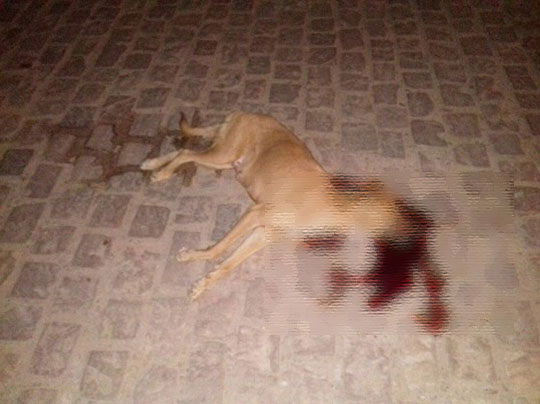 Novo Horizonte: Bandidos entram em confronto com a polícia e matam cachorro