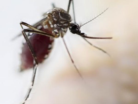 Dengue também pode ser transmitida por outro mosquito