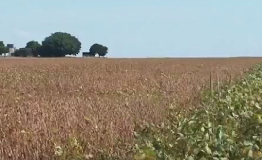 Prejuízo na safra de soja pode chegar a R$ 1 bilhão no oeste baiano